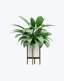 Shop List Image