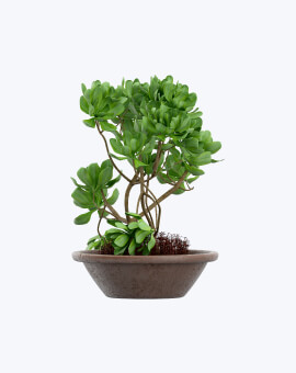 Shop List Image
