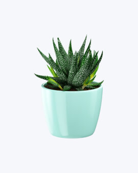 Shop List Image