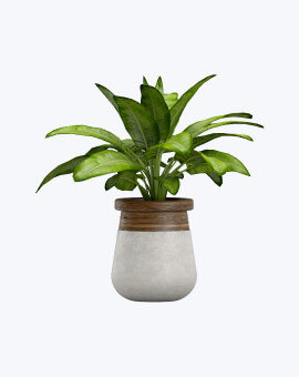 Shop List Image